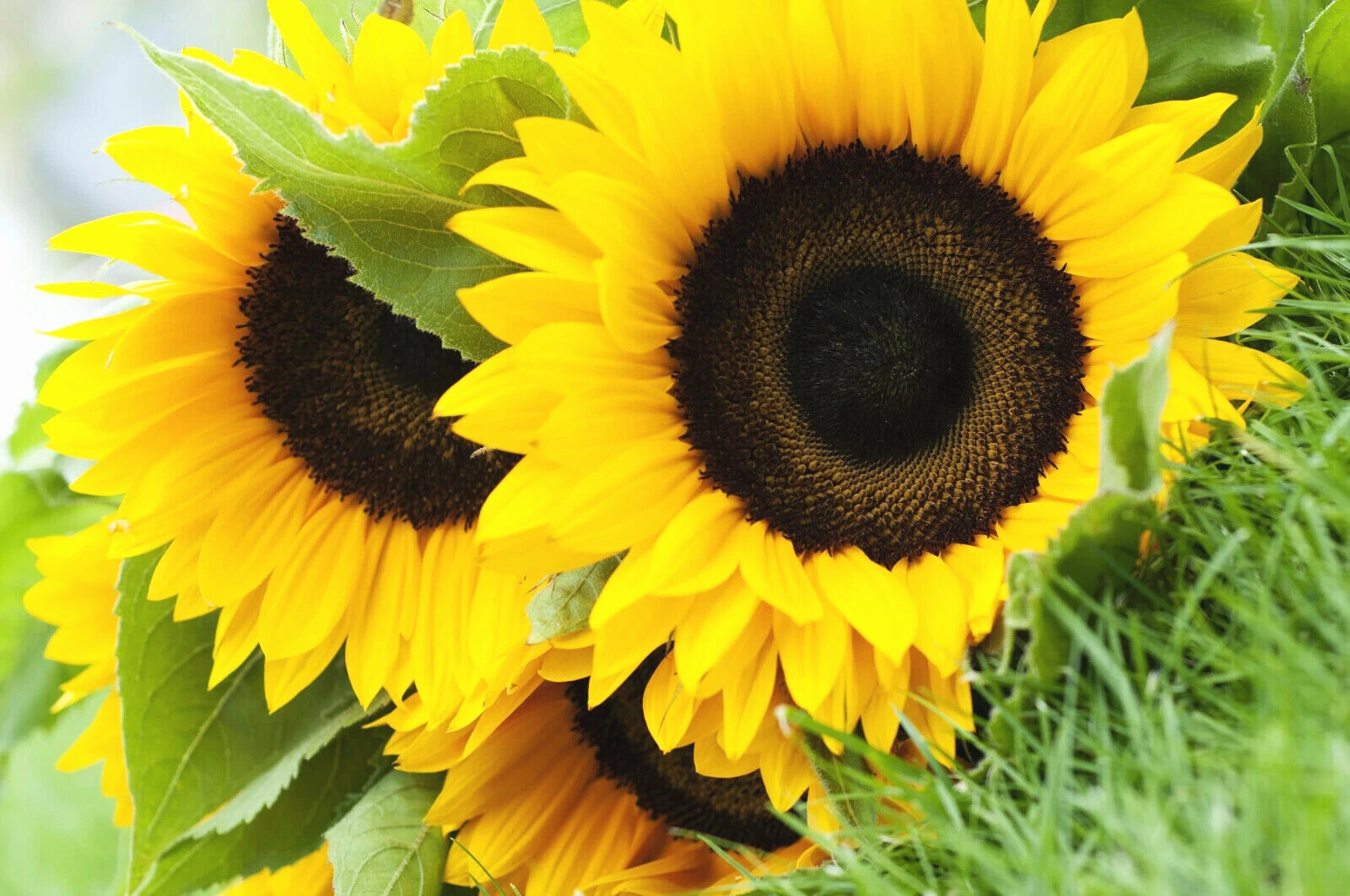 Dwarf Sunspot Short SunFlower 60+ Seeds~from “My Brooklyn Botanical Garden Club”