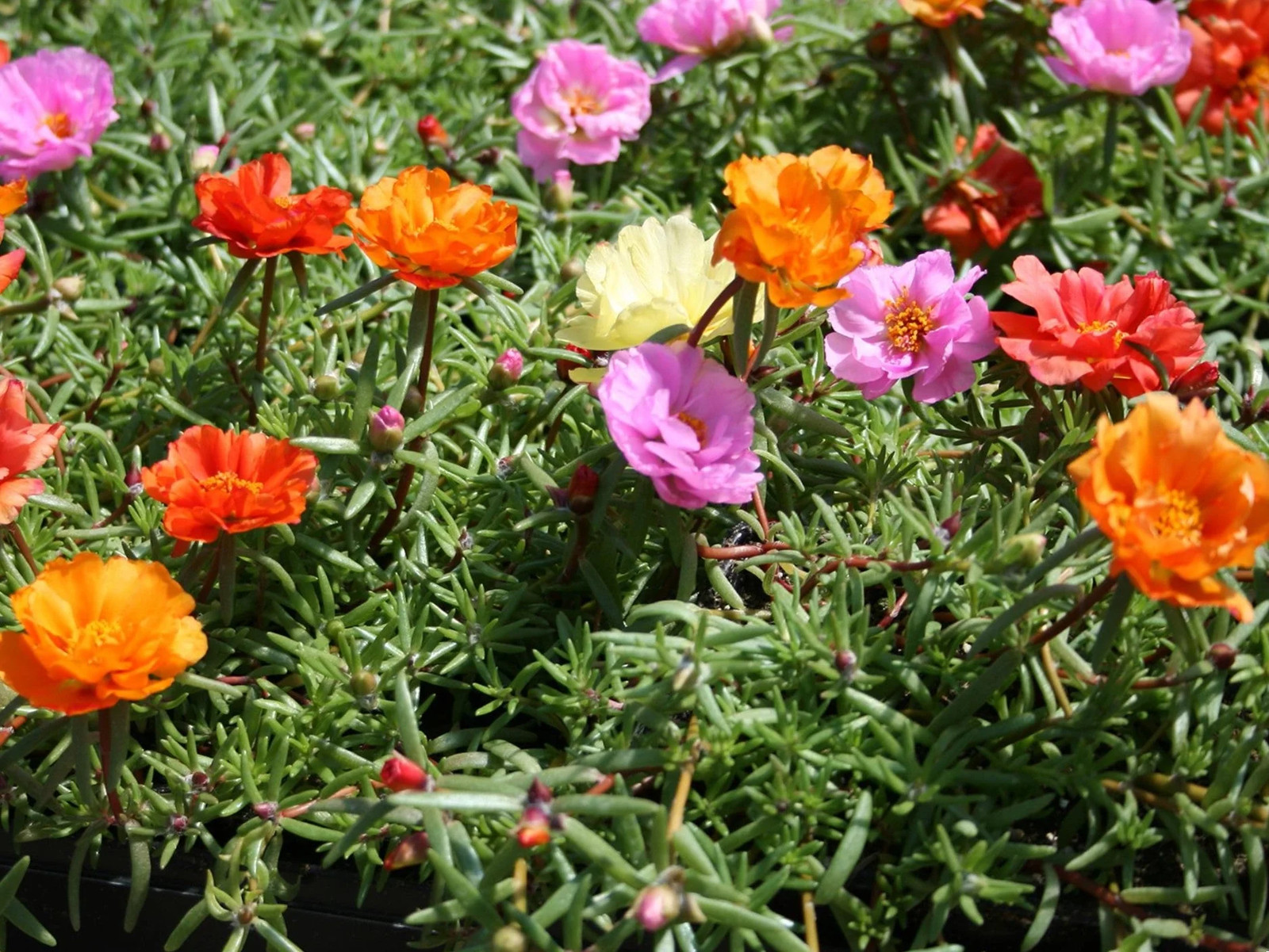 Double Mix Moss Rose Succulent Seeds – For 2025 Planting Flowering Succulent