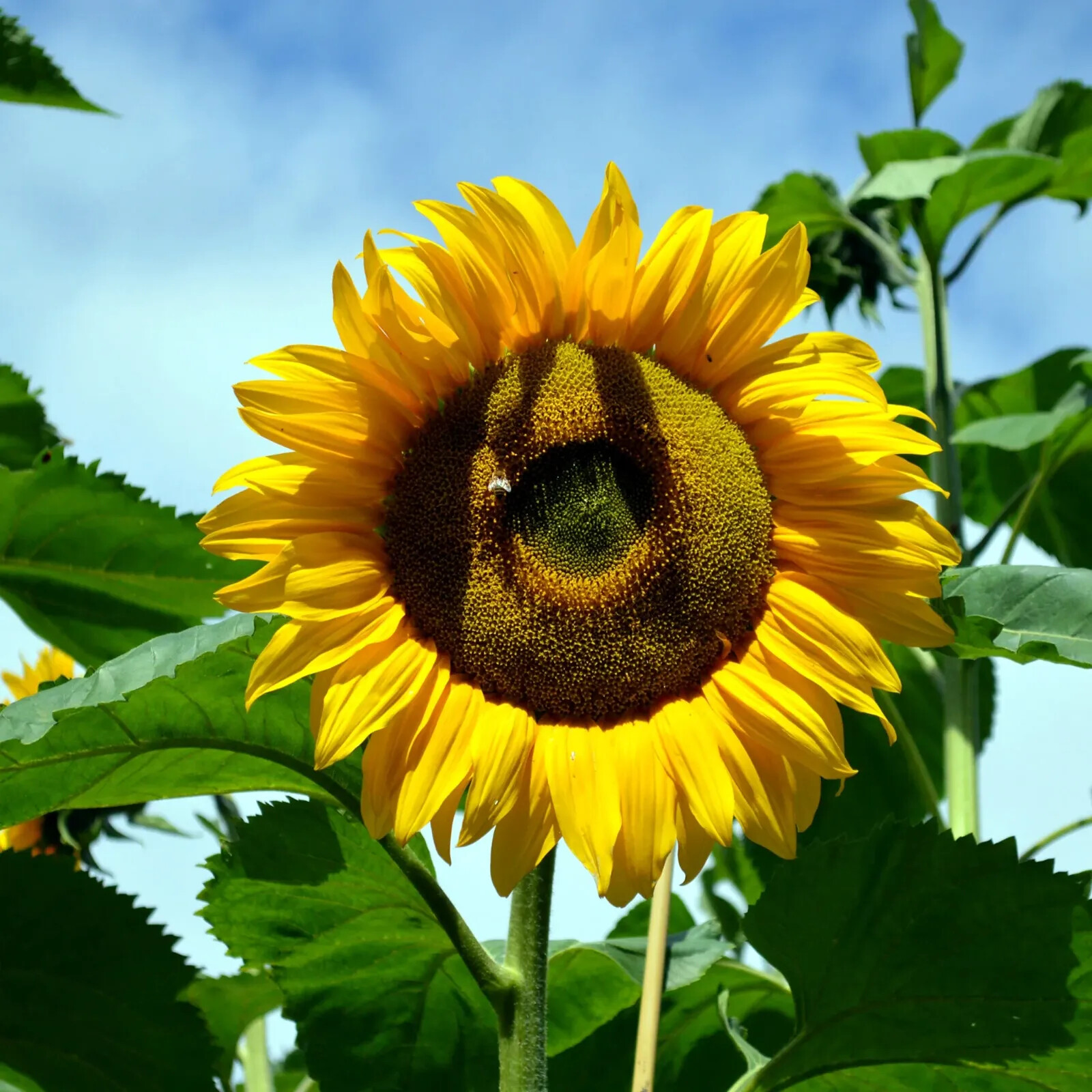 GIANT MAMMOTH RUSSIAN “GREY STRIPE” SUNFLOWER SEEDS Heirloom Hardy 10″ FLOWERS