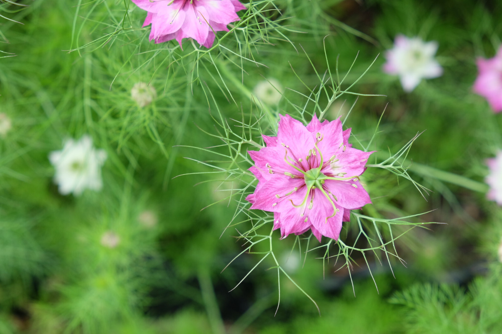 Nigella Damascena – Love in the MIst – Jewels Rose seed