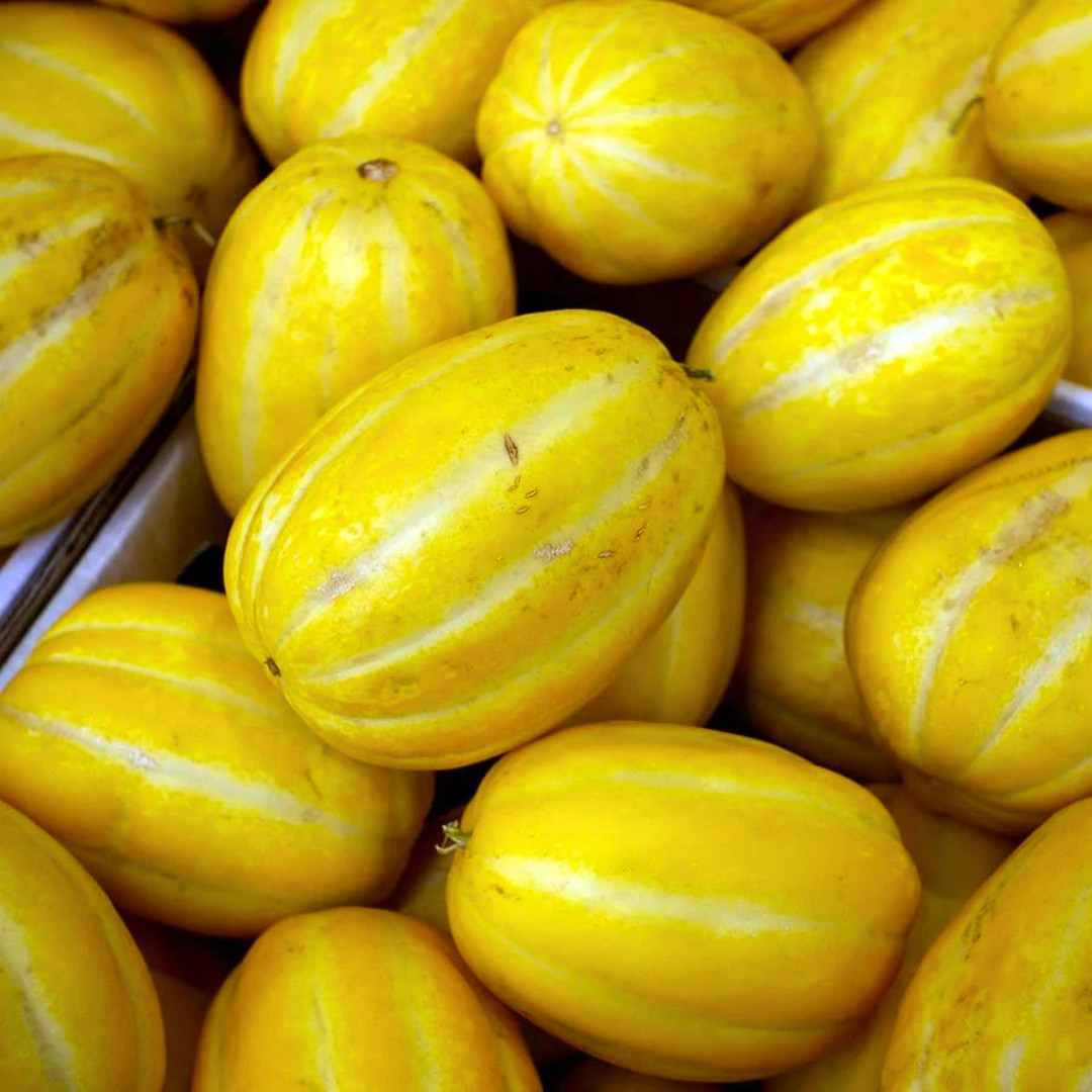 Fresh Korean Melon Seeds | Tian Gua | Heirloom Non-GMO | Asian Vegetable Seeds