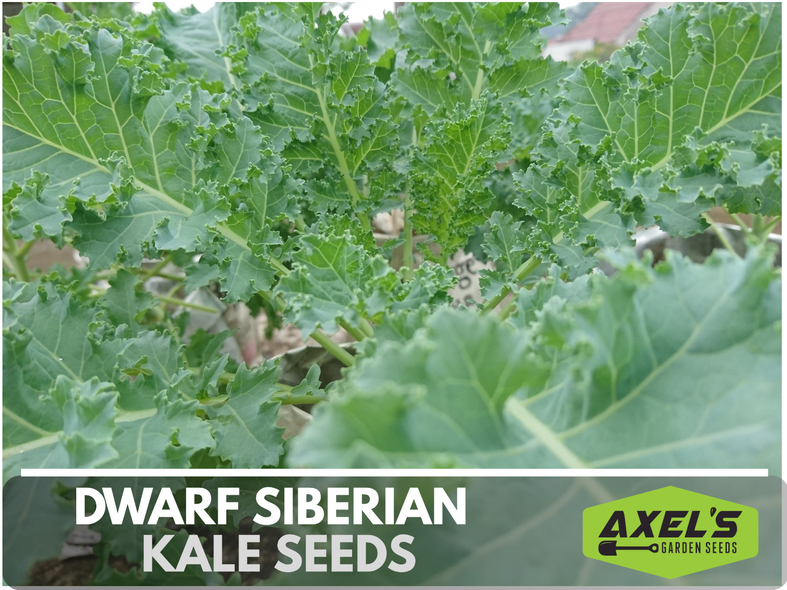 Dwarf Siberian Kale Seeds | Non-GMO | Heirloom | Fresh Garden Seeds
