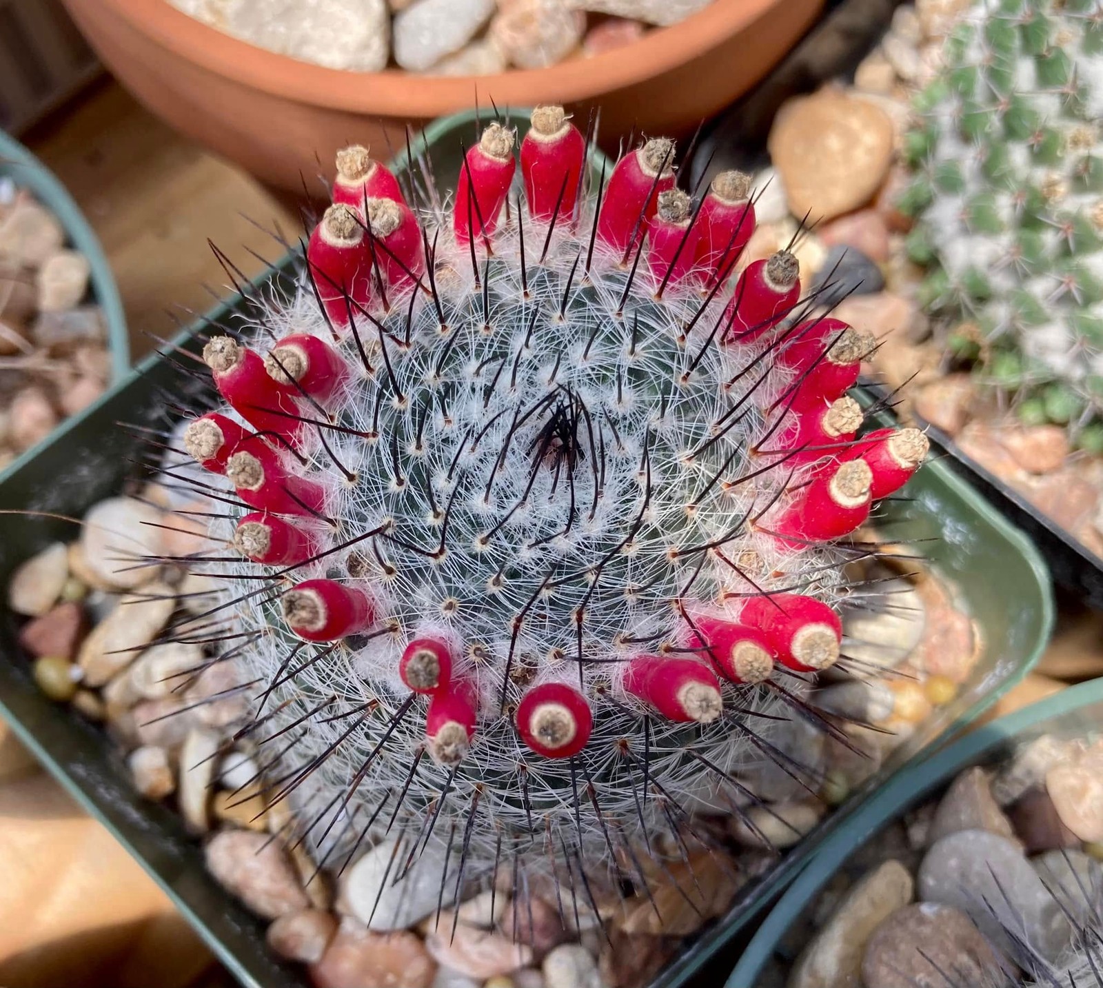 Seed- Mammillaria ritteriana 25+ seeds (2025)
