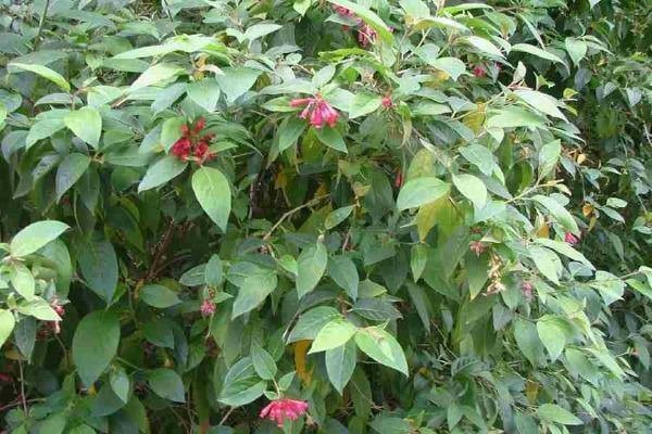 Cestrum elegans | Bastard Jasmine | Red Cestrum | 10 Seeds