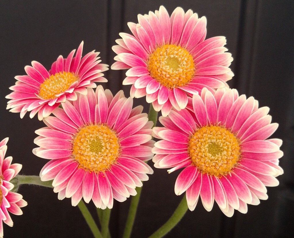 200+ Pink & White Gerbera Daisy Seeds for Garden Planting – USA – FAST SHIPPING!