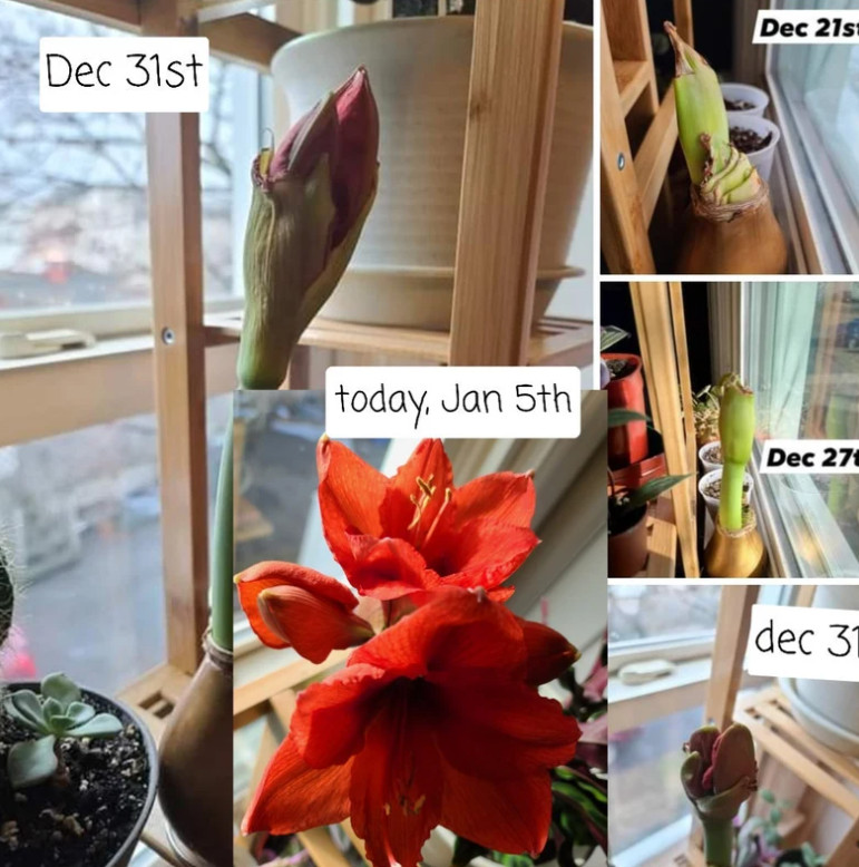 Gold Waxed Amaryllis Bulb with Stand, No Water Needed, Blooms 4-8 Weeks