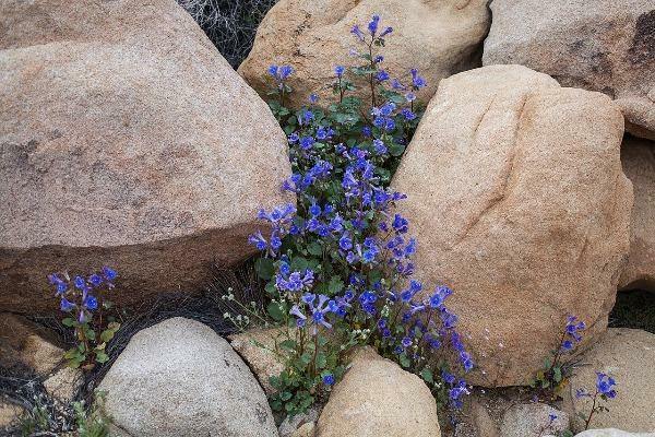 Phacelia campanularia | California Bluebells | 50 Seeds