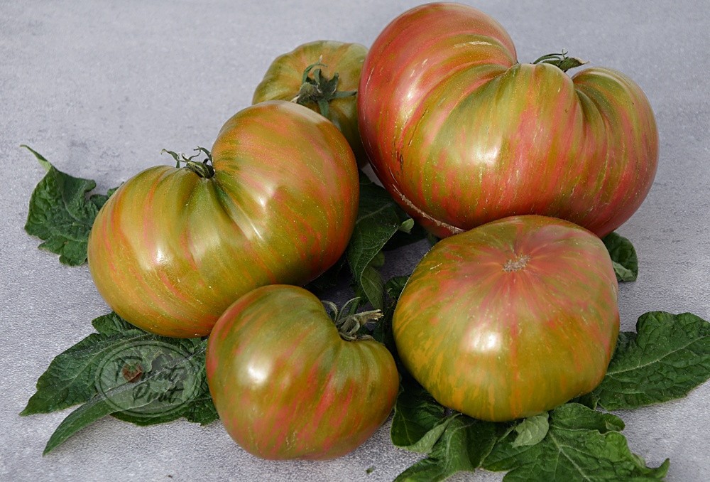 10 seeds Dwarf Peppermint Stripes Tomato ORGANIC Rare DTP