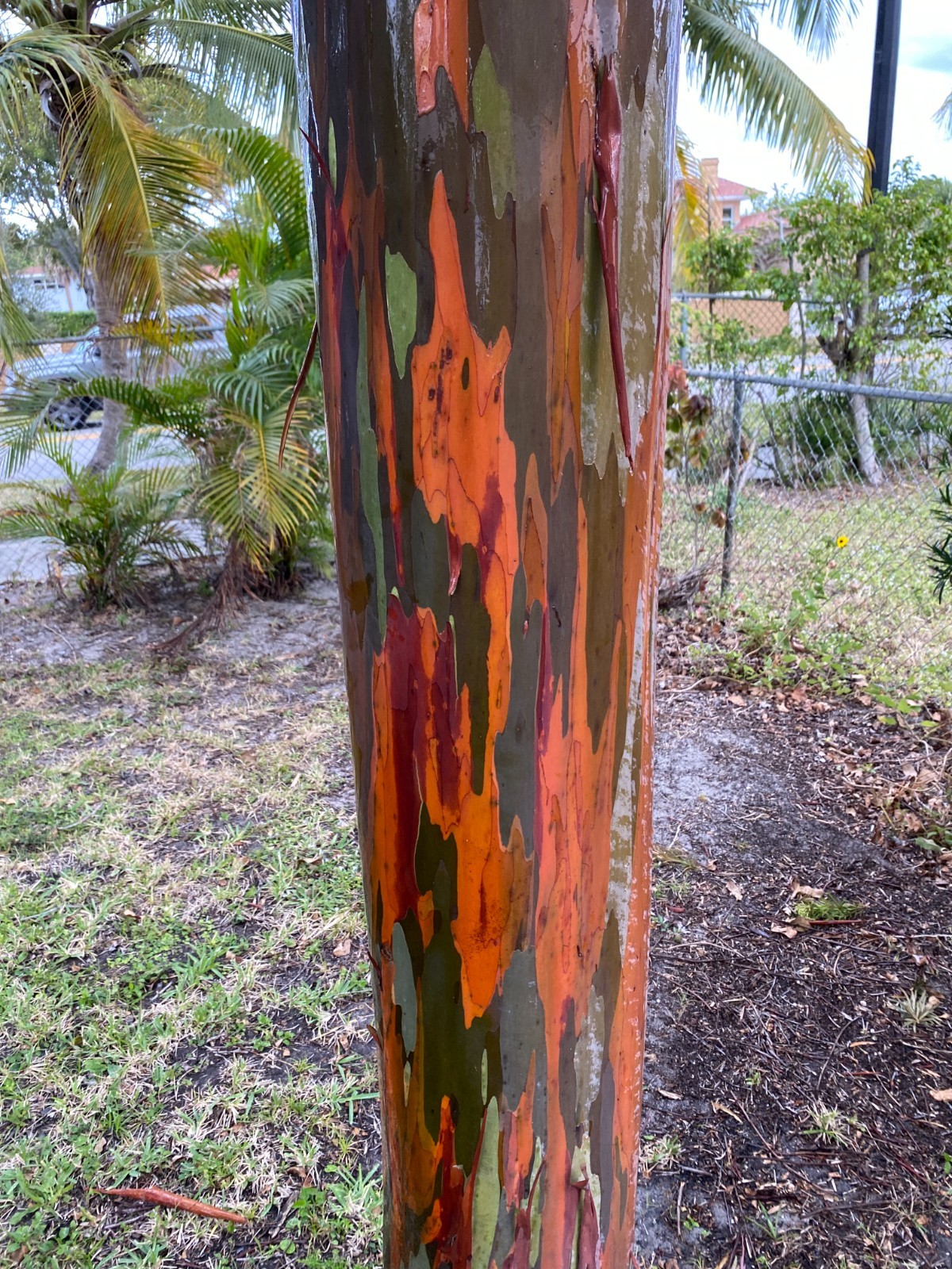 Rainbow Eucalyptus seeds