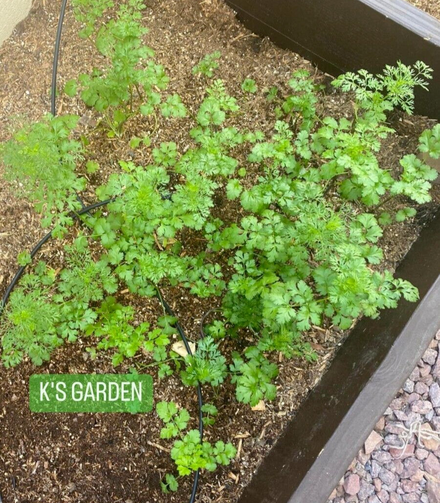 (100+ pcs) CILANTRO SEEDS, CORIANDER LEAVES, 香菜, 고수, RAU MÙI, NGÒ RÍ |NEW SEEDS|