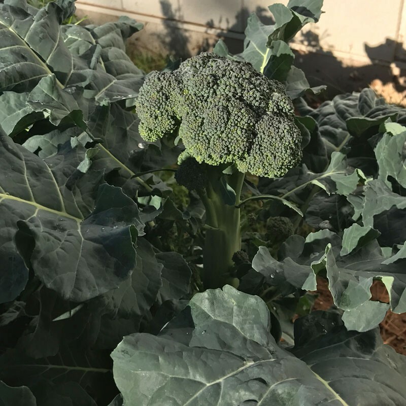 1oz Certified Organic Broccoli Seeds “De Cicco” Italian Approx 9000 Seeds