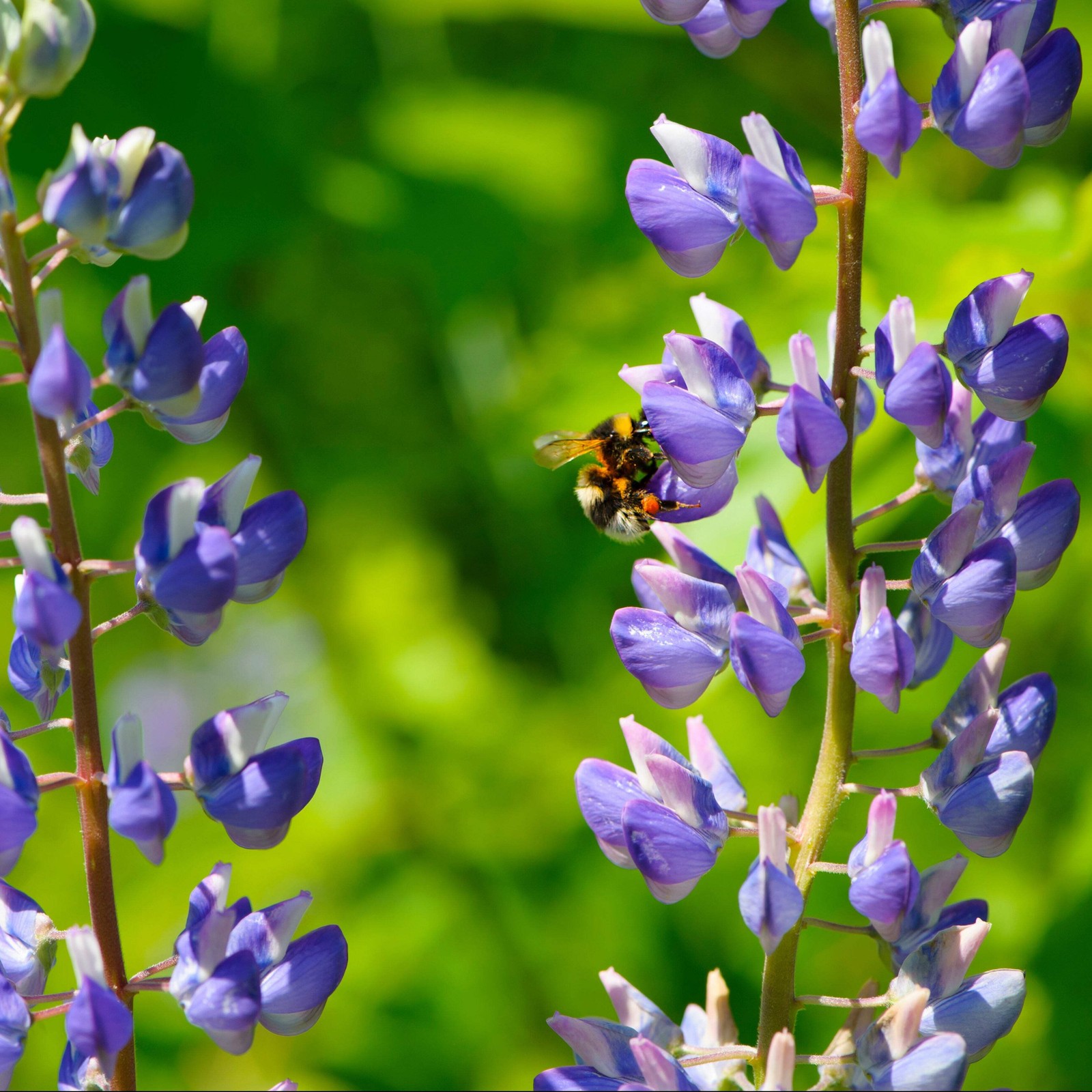 Wild Lupine Seeds (Lupinus perennis) ~Native Wildflower Pollinator Attractor