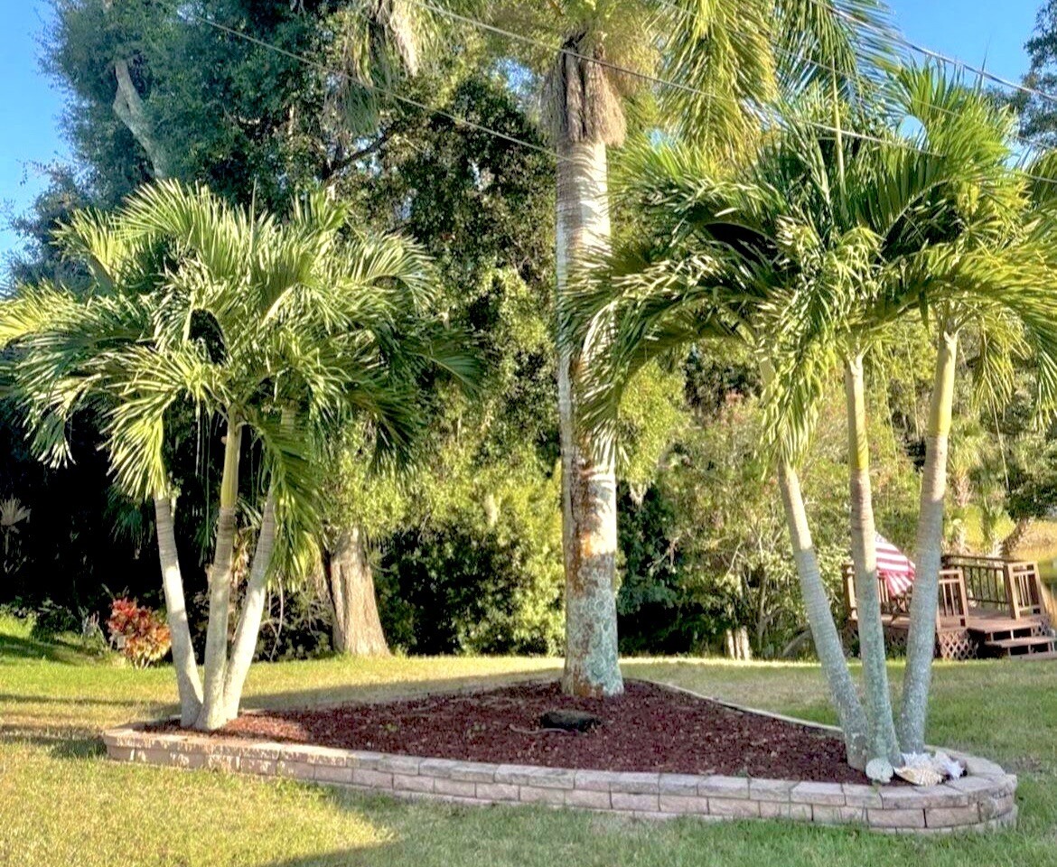 15 Seeds Christmas Manila Palm Tree Adonidia merrillii live tropical plants