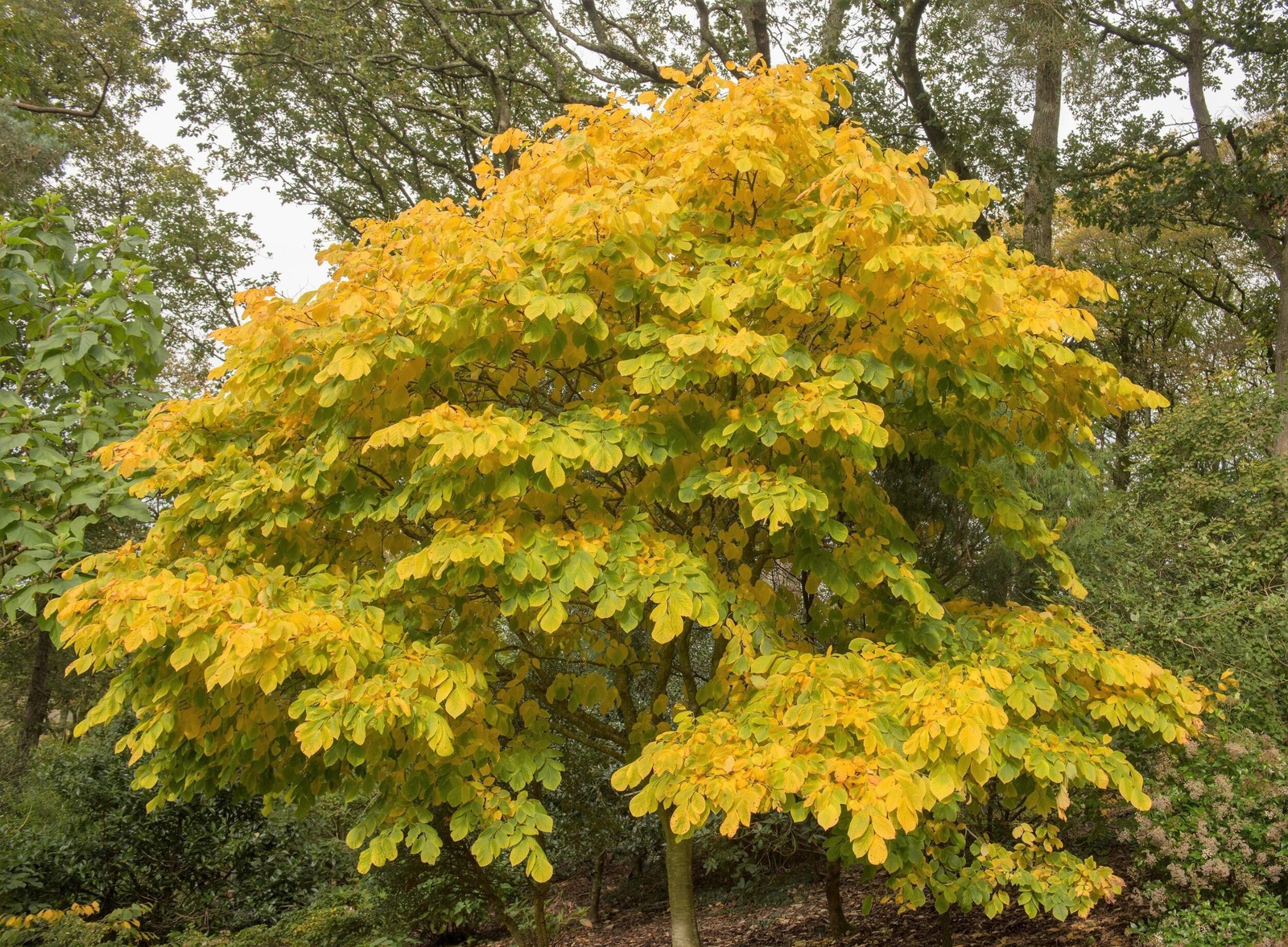 10 YELLOW ASH TREE Kentucky Yellowwood White Flr Cladrastis Lutea Kentukea Seeds