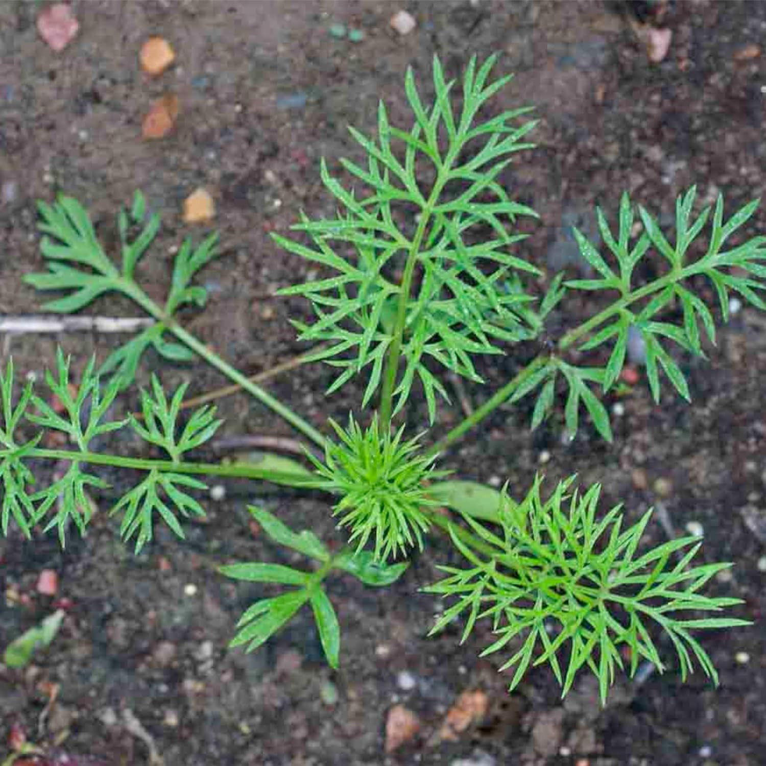 Needs, Black Cumin Seeds – 800 Heirloom Seeds for Planting Nigella Sativa – N…