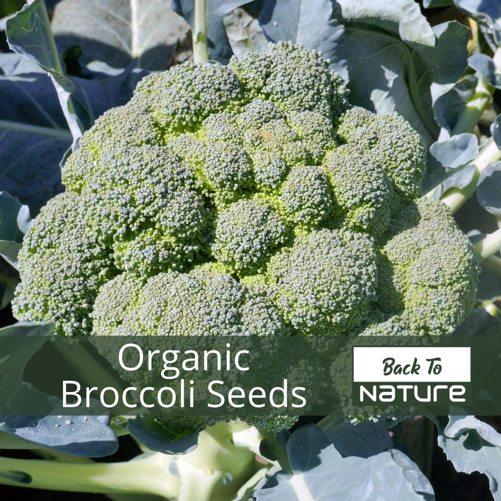 Broccoli – Seeds – Organic – Non Gmo – Heirloom Seeds – Vegetable Seeds