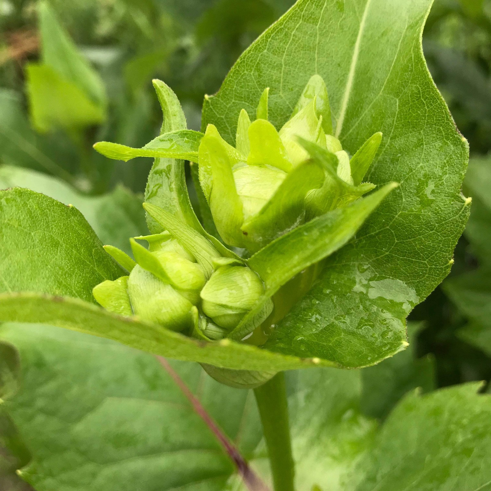 Cup Plant Seeds (Silphium perfoliatum) ~Native Wildflower Pollinator Garden