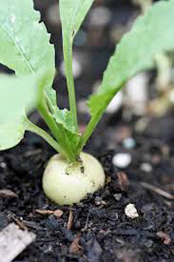 RADISH SEED ,HAILSTONE WHITE , HEIRLOOM, NON GMO, 500 SEEDS, RADISHES