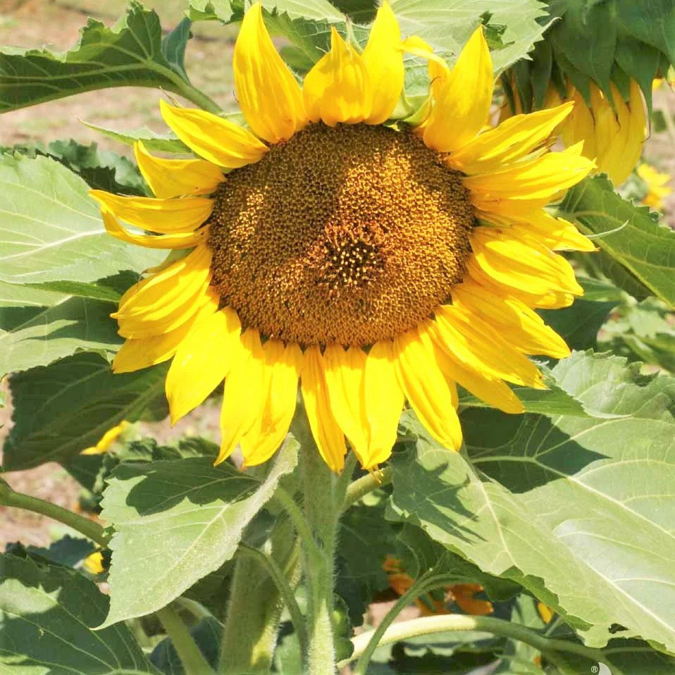 Dwarf Sunspot Sunflower Seeds|Helianthus Short Stuff Yellow Sun Flower Seed 2024