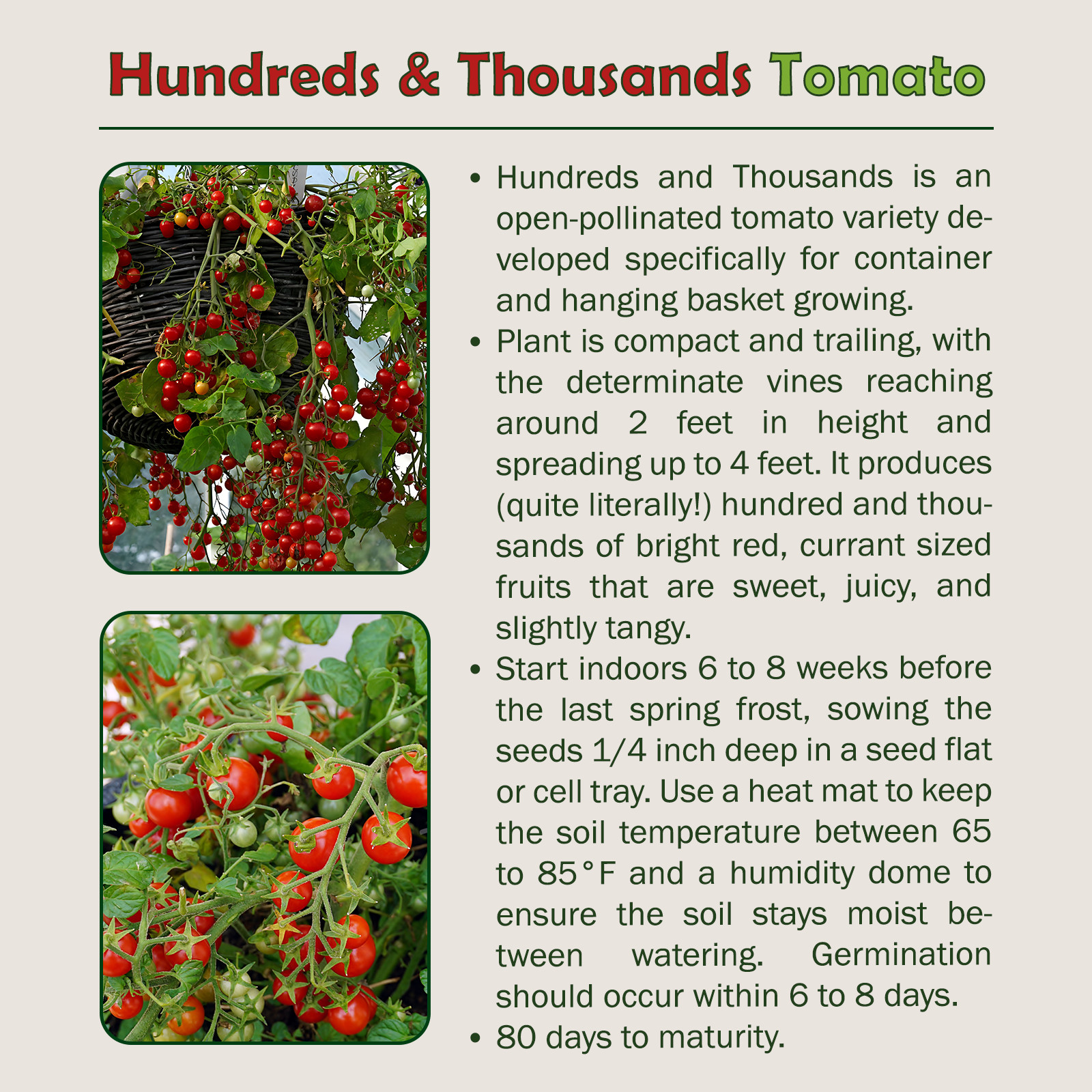 10 Hundreds and Thousands Tomato Seeds, Organic, Open-Pollinated, Non-GMO