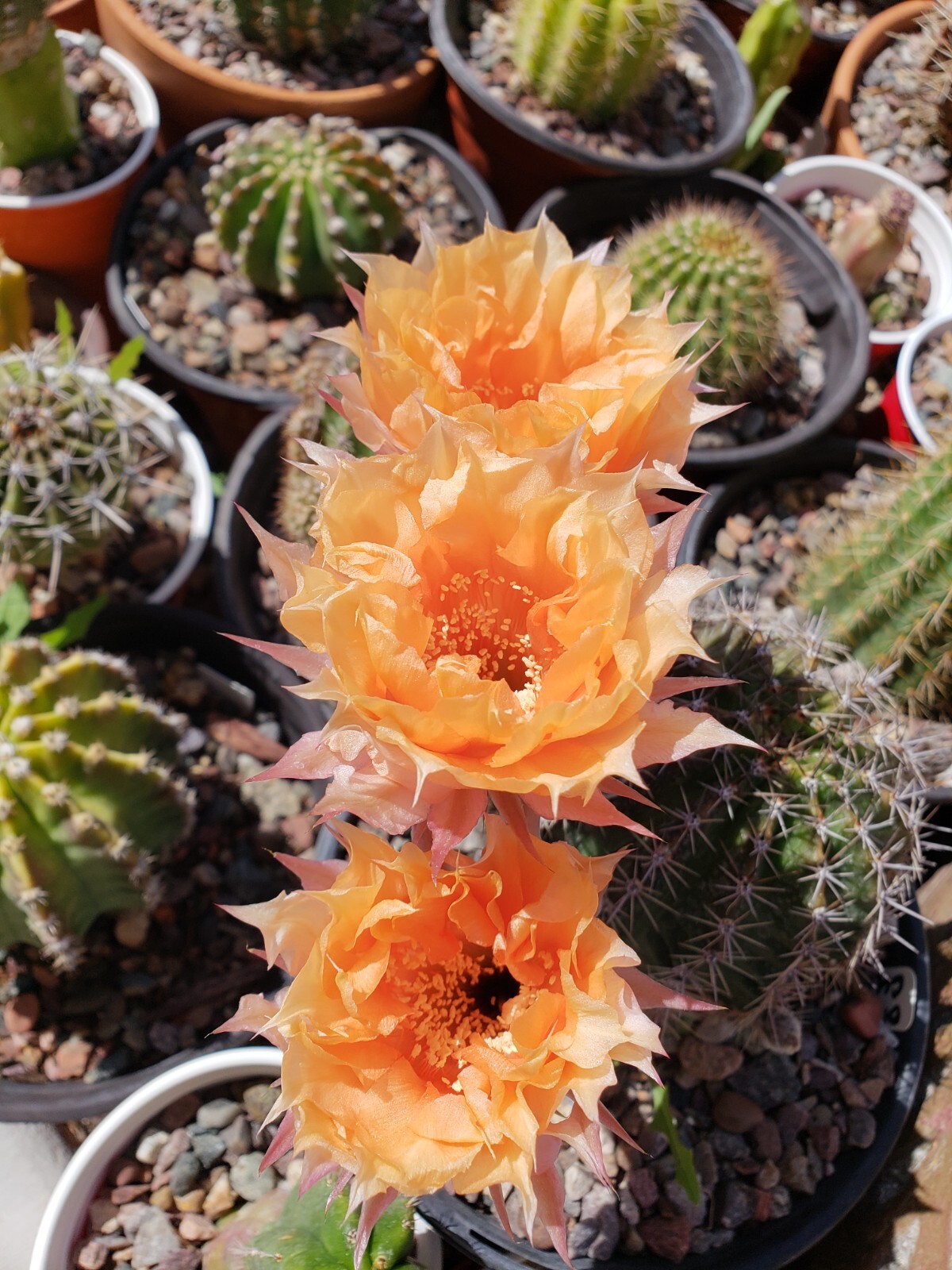 *2026 HARVEST* Echinopsis ‘Orange Cups’ Open Pollinated 50x Seeds