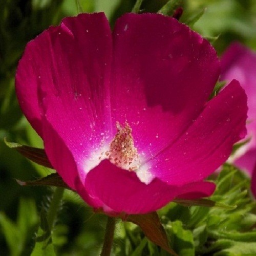 100 – 1,000 Heirloom Wine Cup Poppy Mallow Seeds Callirhoe involucrata Perennial