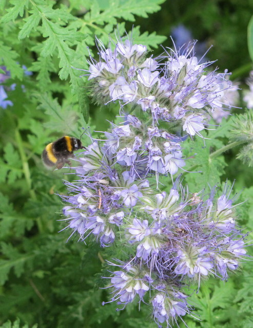 300+ LACY PHACELIA SEEDS Phacelia Tanacetifolia cover crop, attract pollinators