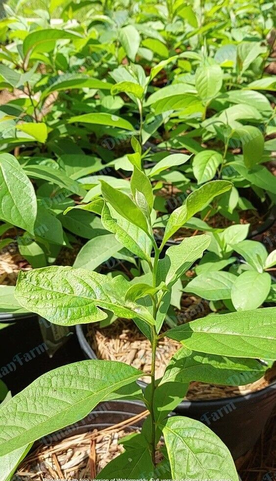 15 American Native Persimmon Tree STRATIFIED Seeds – Diospyros Virginiana