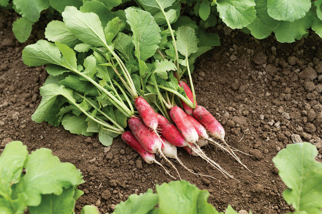 French Breakfast Radish Seeds | Raphanus Red Pink White Long Radishes Seed 2024