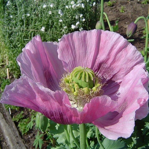 20,000 Stratified Hungarian High Germination Pap. Somiferum Poppy Seeds To Plant