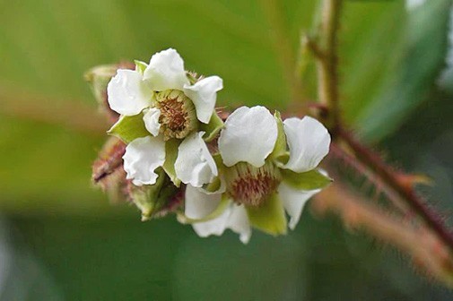 Rubus ellipticus | Ainselu | Golden Evergreen Raspberry | 20_Seeds