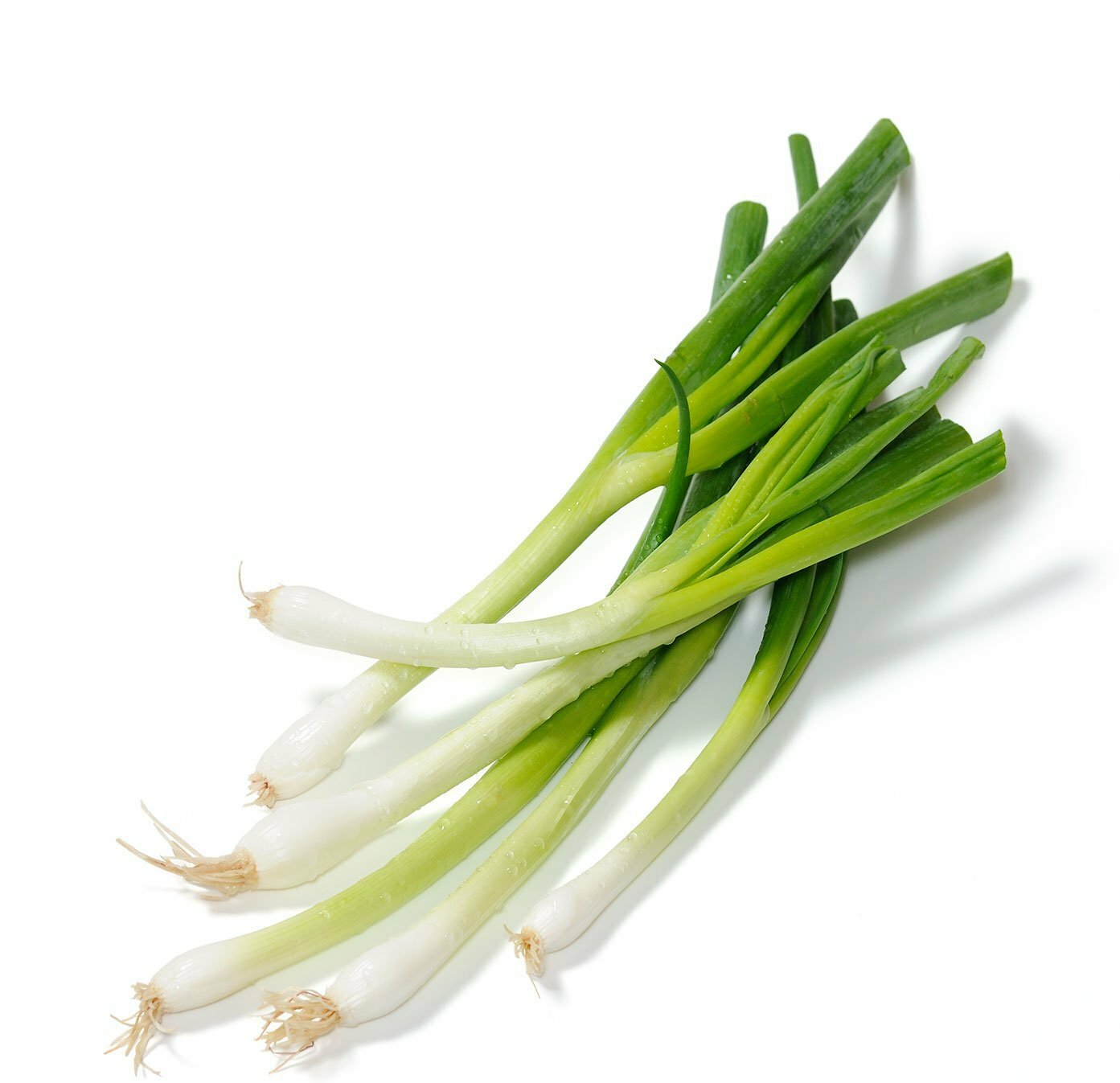 Organic Parade Bunching Onion – Allium fistulosum