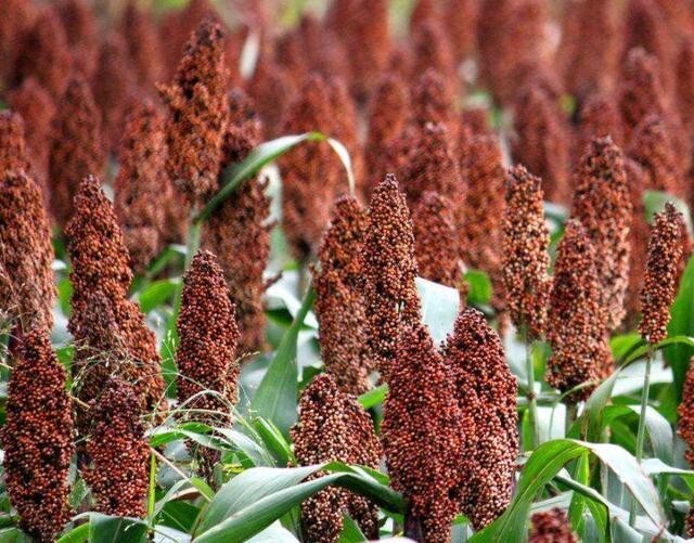 Giant Red Sorghum Seeds for Planting – 1000 seeds (Wildlife Forage)