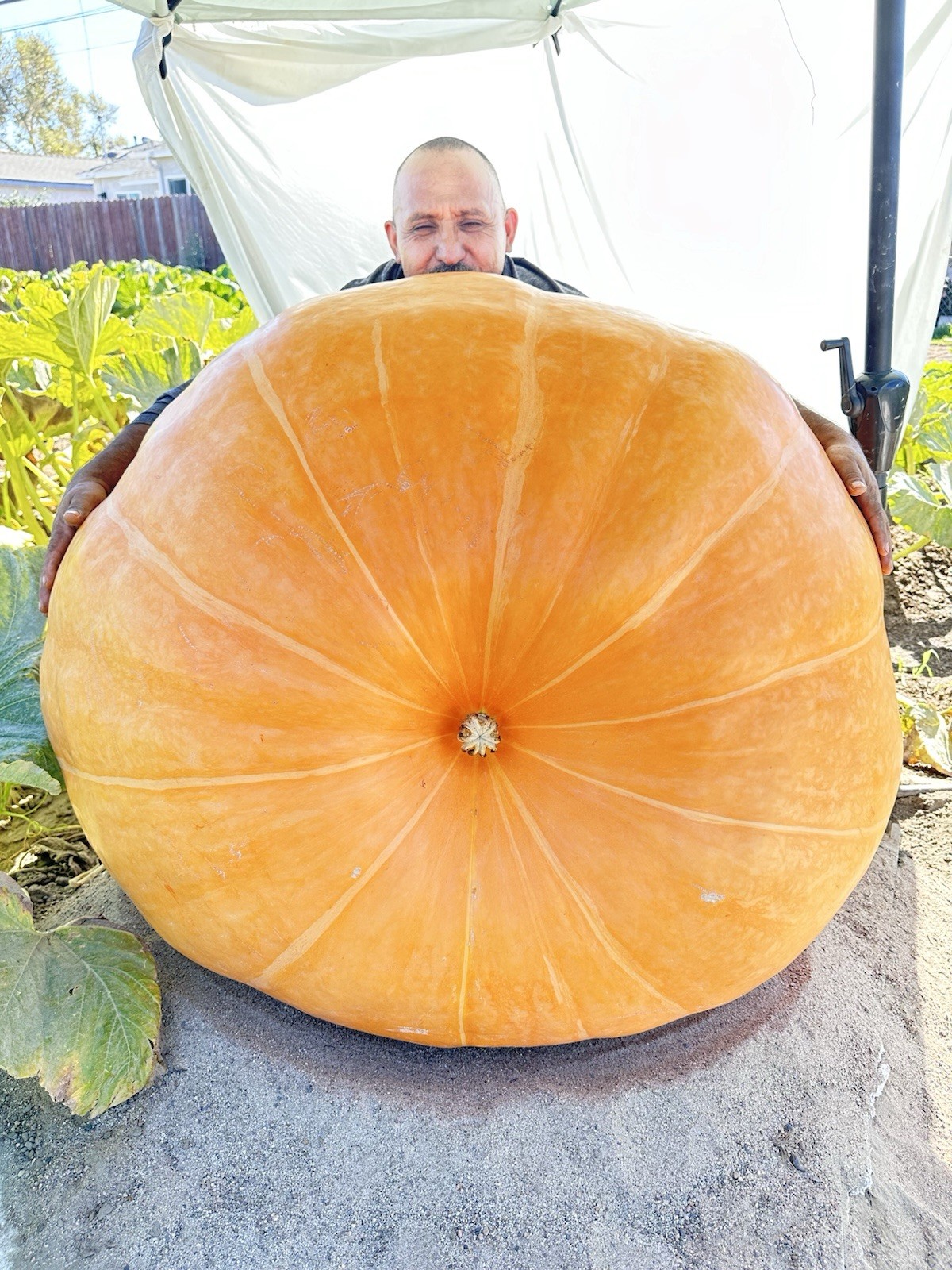 calabazas gigantes con más de 1000 libras paquete de 2 semilla por $28
