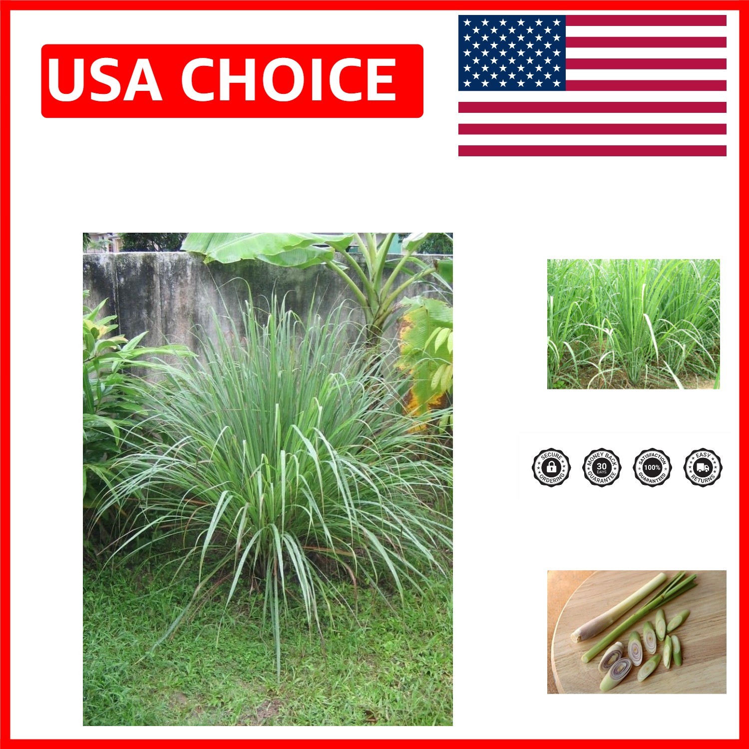200 Lemongrass Seeds – Perennial Caribbean Fever Grass for Your Garden