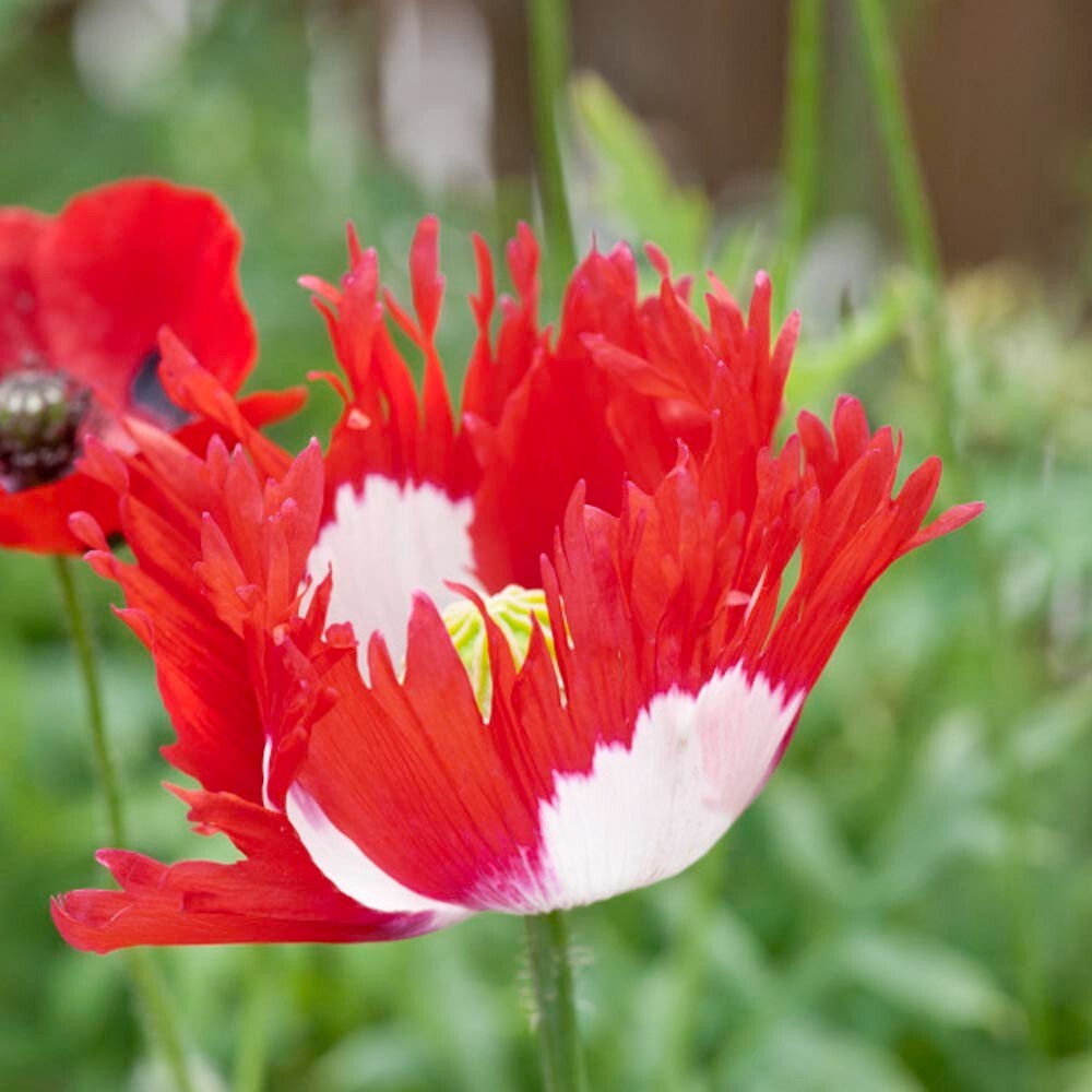 Poppy DANISH FLAG Red & White Cross Huge Flowers Pollinators Non-GMO 1000 Seeds