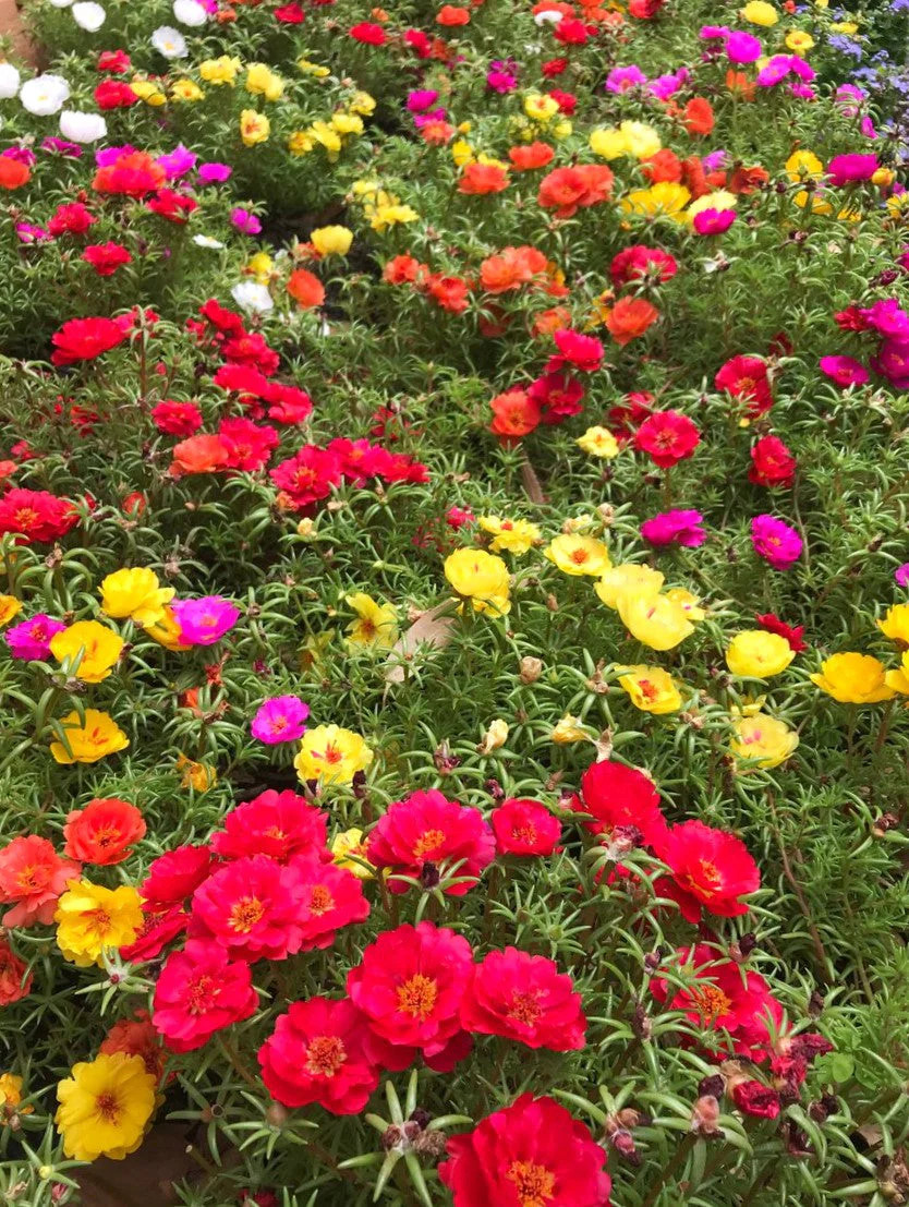 Double Mix Moss Rose Succulent Seeds – For 2025 Planting Flowering Succulent