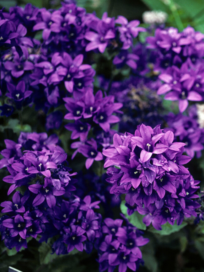 Campanulata glomerata superba CLUSTERED BELLFLOWER – Seeds!