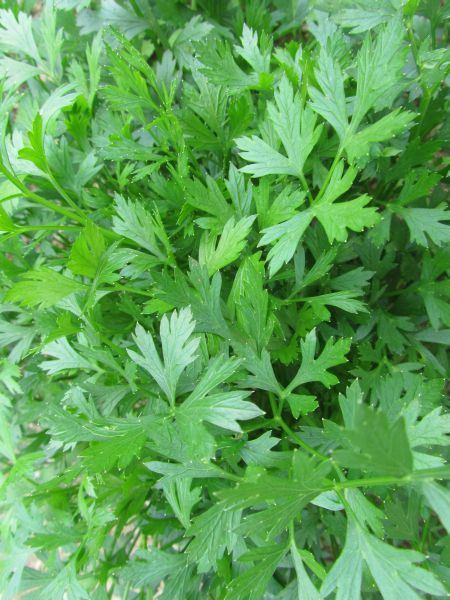400+ PARSLEY ITALIAN PLAIN LEAF – FRESH SEEDS FRESH HARVEST FOR 2024 GARDENS
