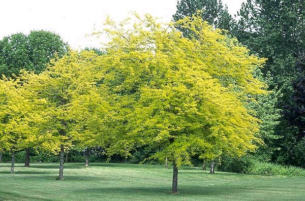 Honeylocust, Gleditsia triacanthos inermis, Tree Seeds (Fast, Hardy,)