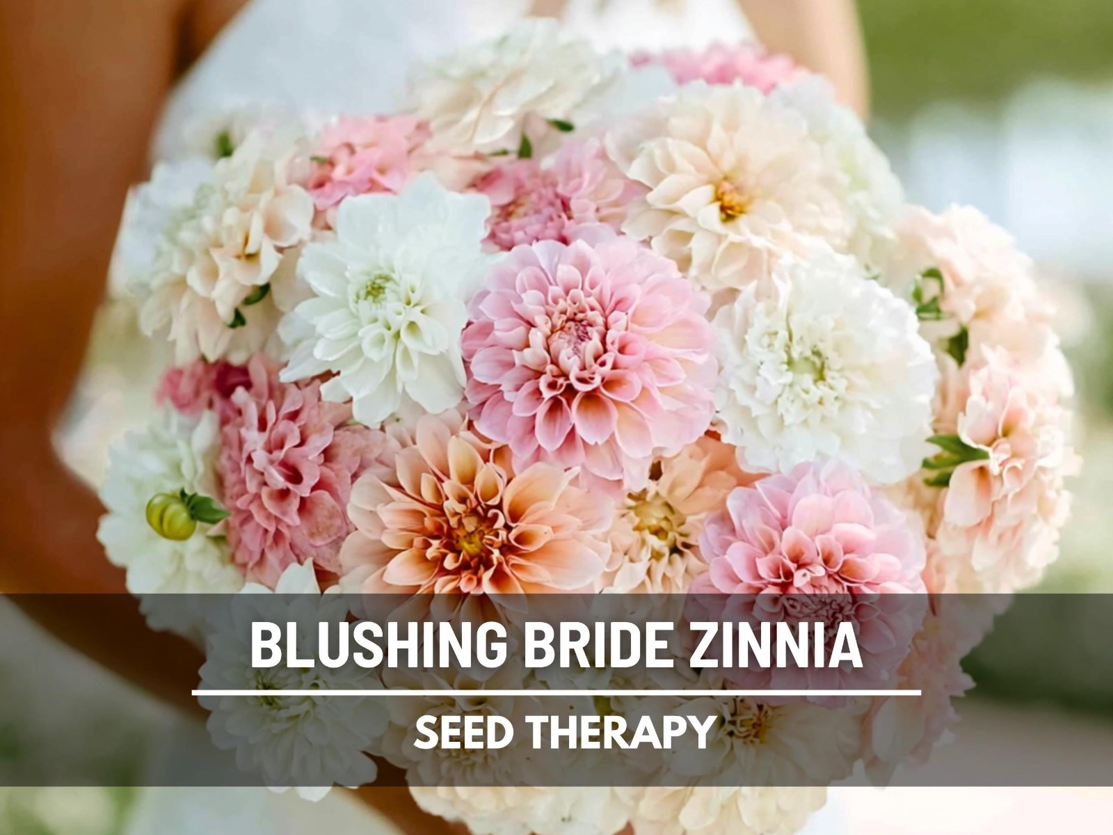 Blushing Bride Zinnia Seeds – Heirloom Flower, Large Double Blooms, White & Pink