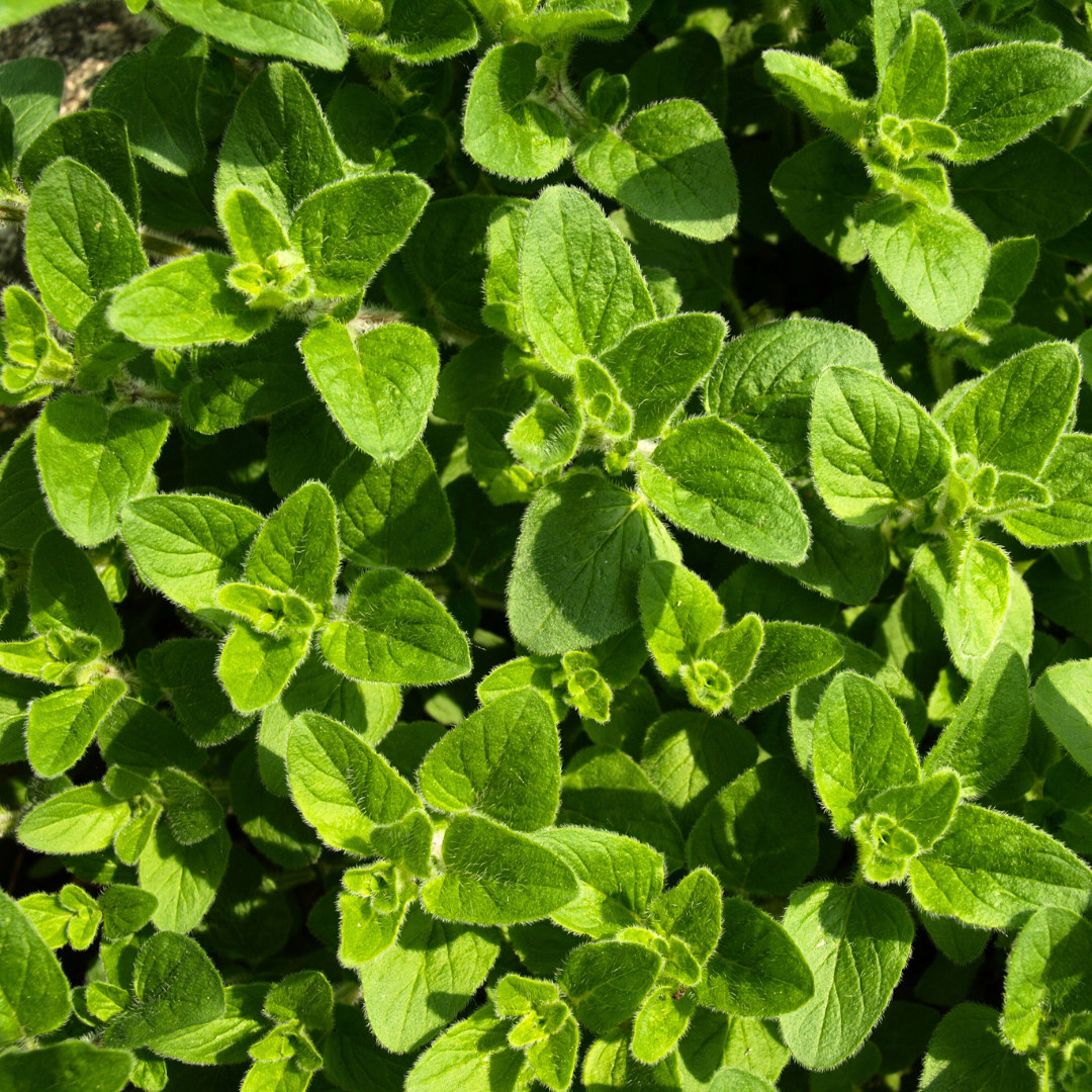Fresh Oregano Seeds | Italian | Herb | Culinary | Heirloom Non-GMO | Herb Seeds