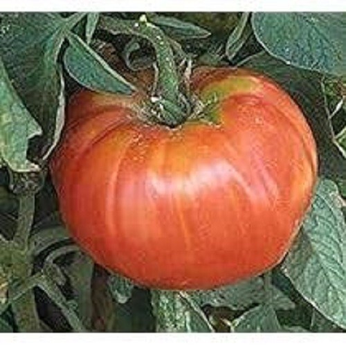 Premium Soldecki Tomato – +25 Fresh Heirloom Seeds – Over 1 lb.! From Poland.