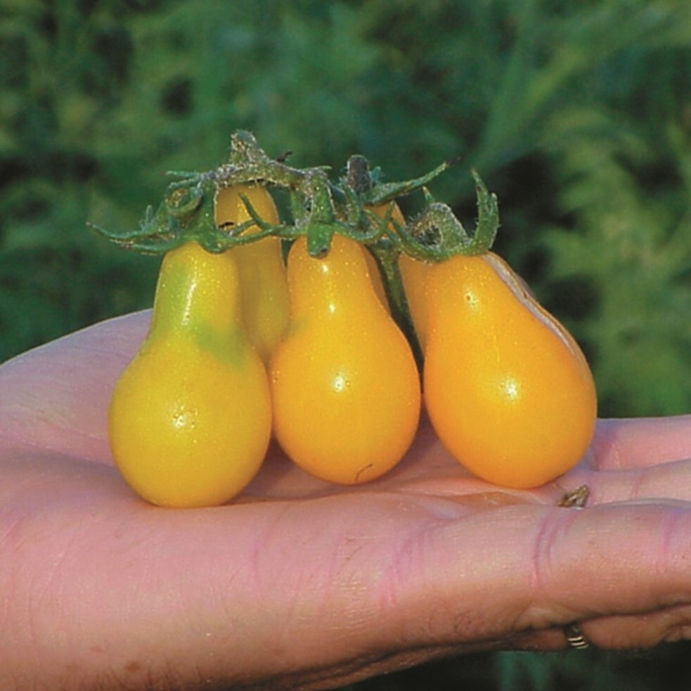 120+ Yellow Pear Tomato Seeds — Heirloom — NON GMO — FRESH