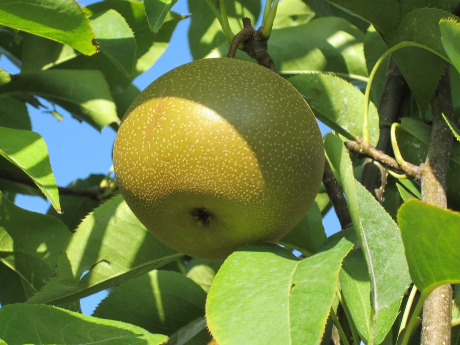 4-5 ft tall Korean Giant Asian Pear Tree, grafted plant, bare root