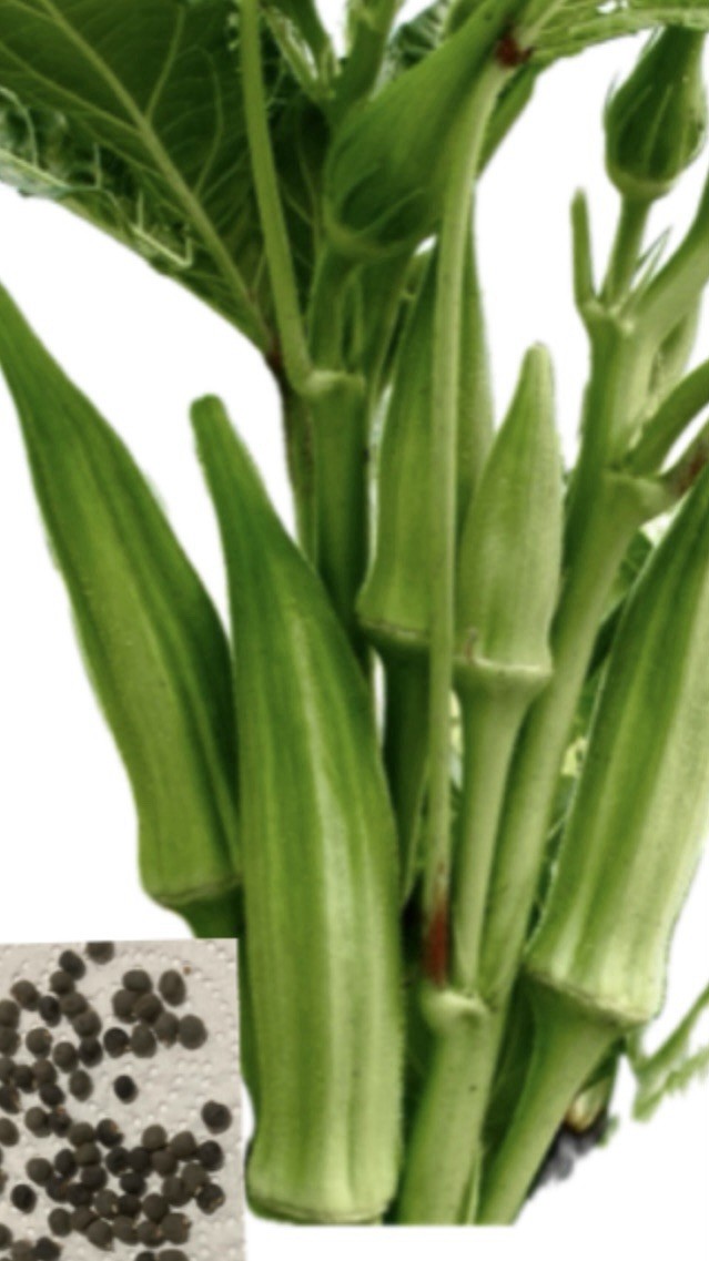 50+ Clemson Green Heirloom Okra Seeds Organic Non-GMO Large Plants for 2026