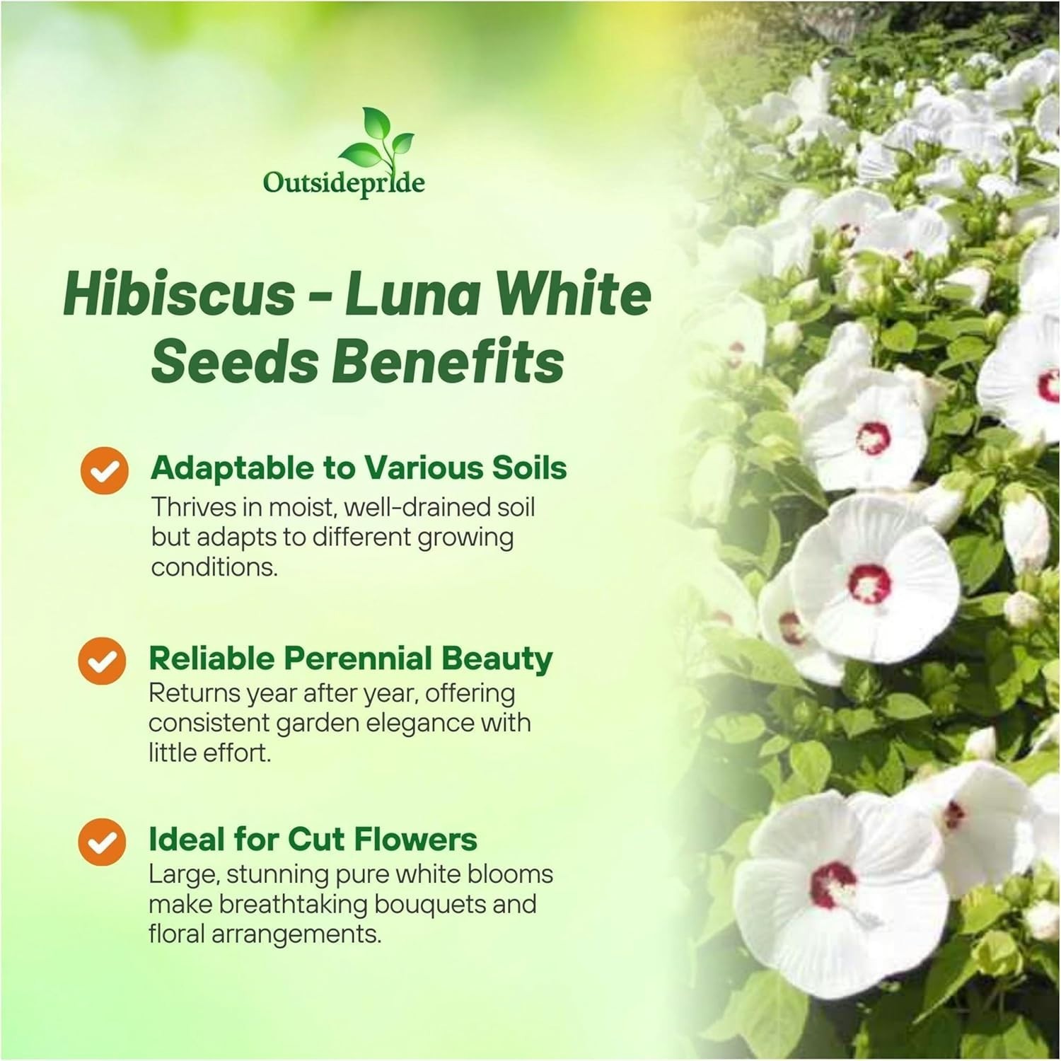 Luna White Hibiscus Seeds – 10 Pcs Perennial Flower Seeds for Planting Pollin…