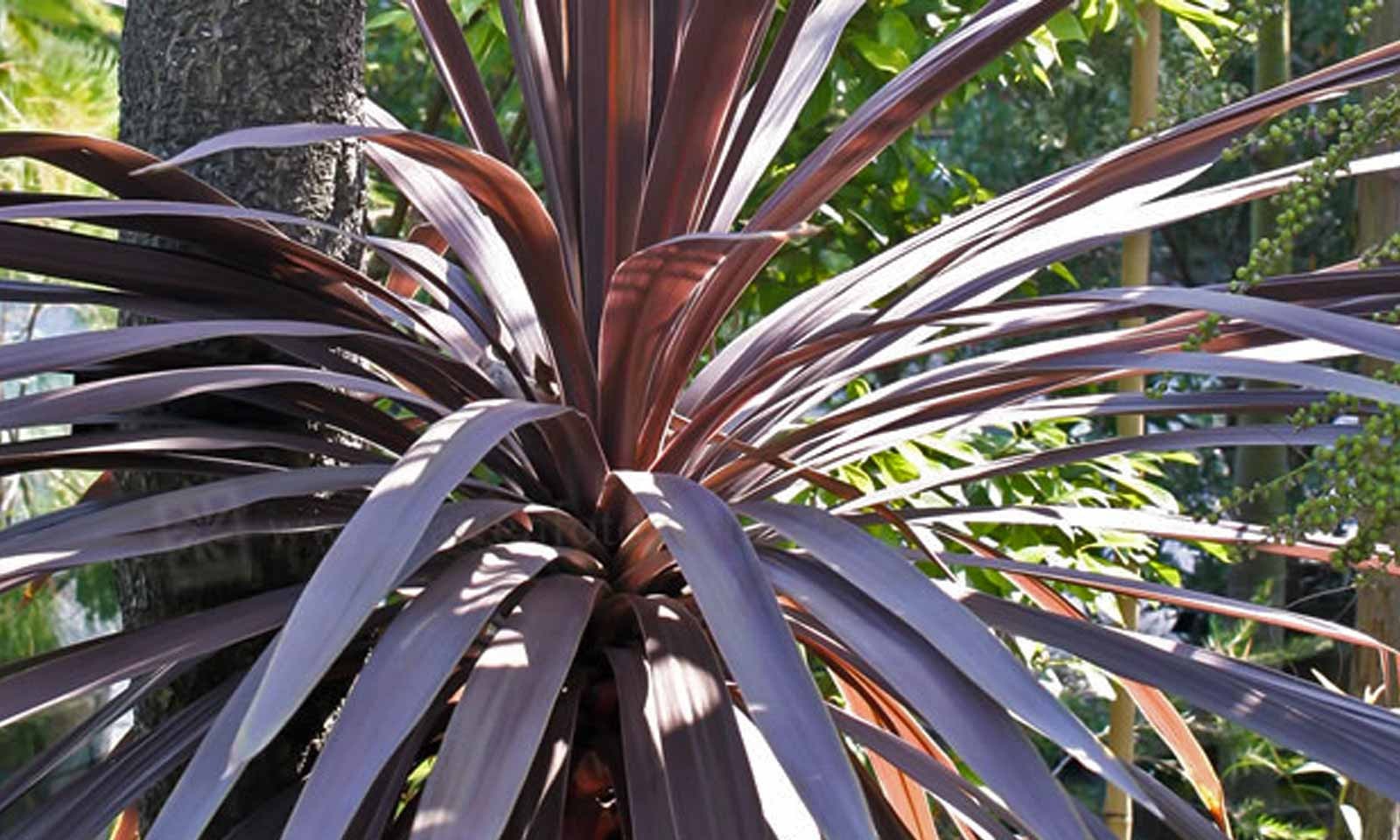 Purple Cabbage Tree, Cordyline Australis Atropurpurea 10 Seeds Free Shipping!