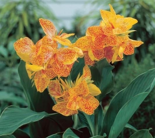 Golden Lucifer Canna Lily Bulbs