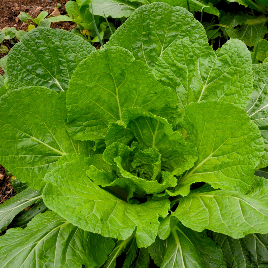 Fresh Florida Broadleaf Mustard Green Seeds | Heirloom Non-GMO | Vegetable seeds